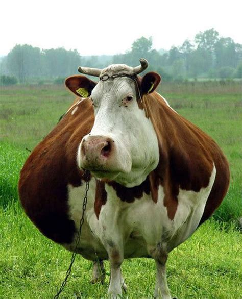 Fat as A Cow - cleveland.com