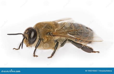 Big Drone Bee Male Honey Bee Stock Image Image Of Pollen Farm 195519265