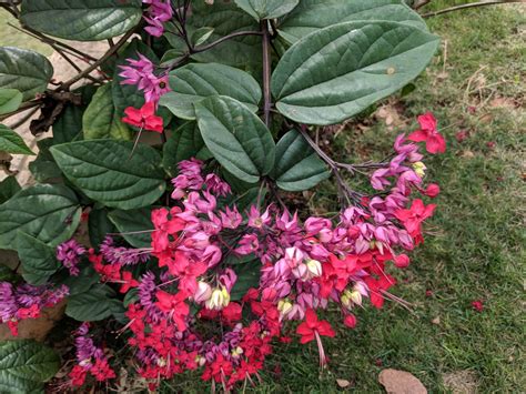 bunga nona makan sirih clerodendrum thomsoniae  agrokompleks kita