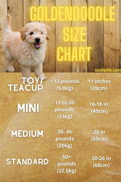 How Big Do Goldendoodles Get? [Goldendoodle Size Chart] - Oodle Life | Mini goldendoodle ...