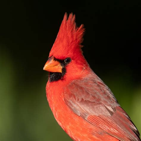 Northern Cardinal Tucson Audubon