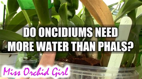 Missorchidgirl Why Do Oncidiums Need More Water Than Phalaenopsis Orchids