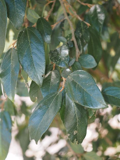 Ficus pumila awkeotsang from 556台灣南投縣信義鄉 on December 30 2018 at 10 31