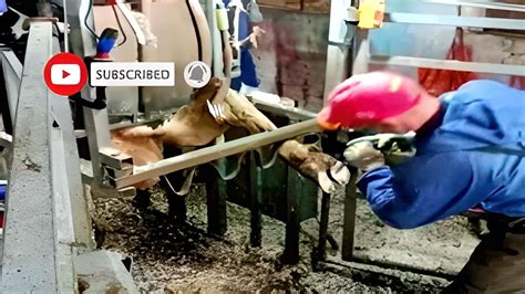 Cows Hoof Cleaning Hoof Trimming Methods Cows Farm Youtube