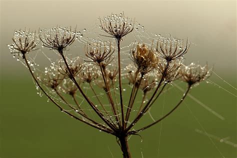 Plantar Gota De Orvalho Natureza Foto Gratuita No Pixabay Pixabay