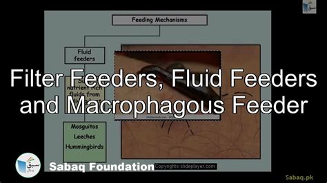 Filter Feeders Fluid Feeders Macrophagousholozoic Nutrition Biology