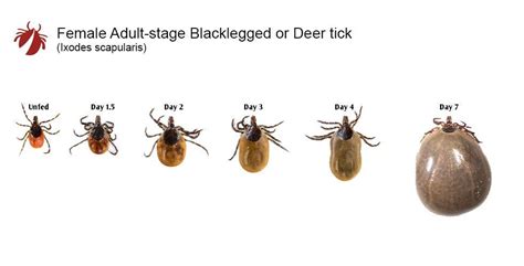 How and Why Ticks Enter Your Home - Pest Me Off