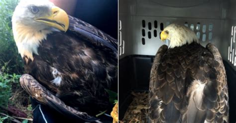 Injured Bald Eagle Released Back Into Wild After Month Of Recovery