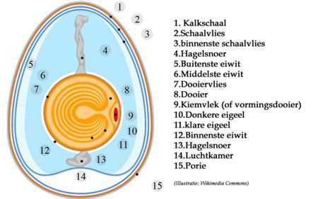 Hoe Worden Eieren Eigenlijk Gemaakt