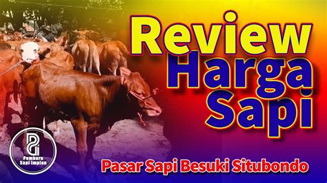 Review Harga Sapi Di Pasar Hewan Besuki Situbondo 12 Desember 2022