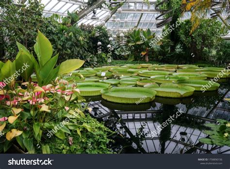 Botanical Garden Meise Belgium Stock Photo Shutterstock