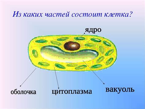 Презентация на тему "Строение клетки 6 класс" - скачать бесплатно ...