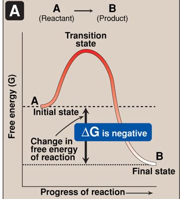 Bioenergetics Flashcards Quizlet