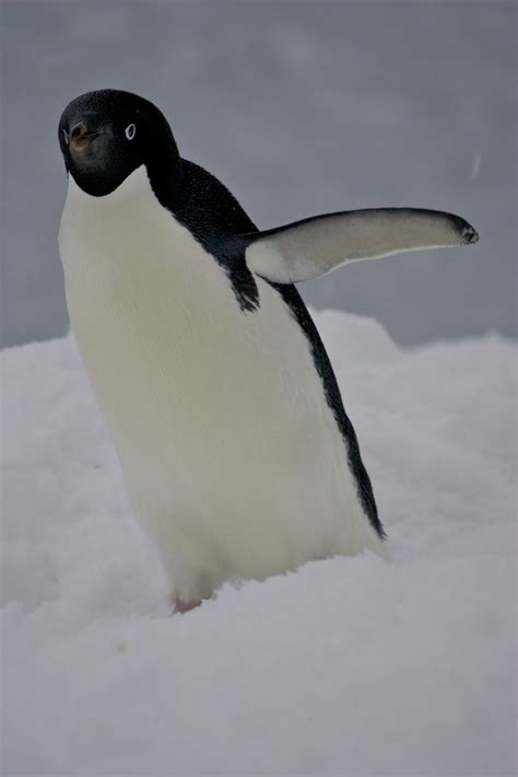 My Adventures: Animals of Antarctica