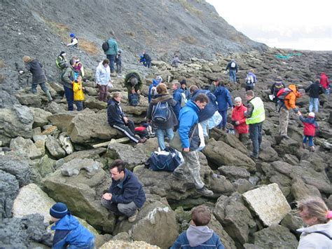 Folkestone Kent Discovering Fossils