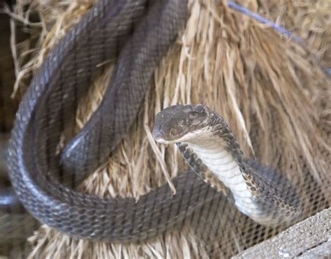 Snake Show Chiang Mai Thailand King Cobra Close Up Flickr