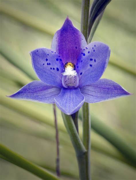 macro orchids tasmania thelymitra ixioides spotted sun orchid