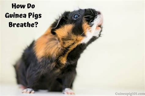 guinea pigs breathe normal breathing   worry