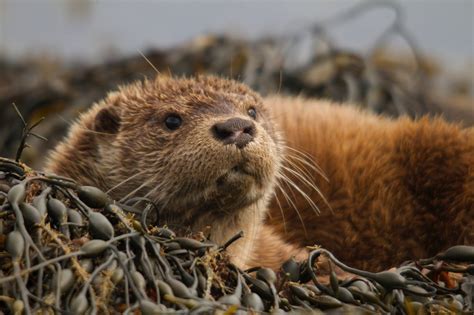 Eurasian Otter — International Otter Survival Fund