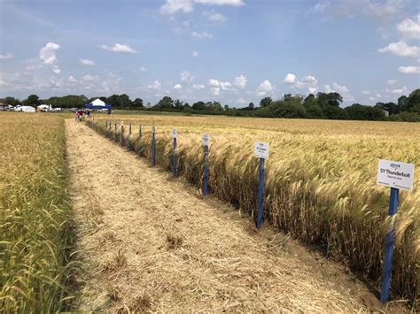 Niab On Twitter 📸couple Of Shots From The Niab Trial Plots At Todays