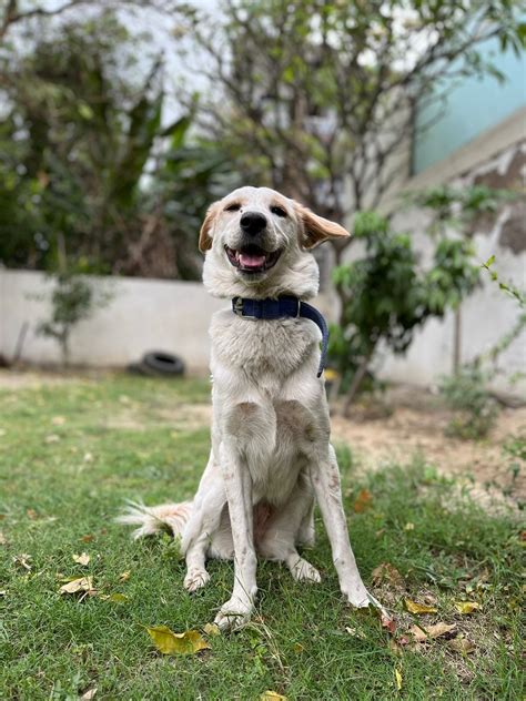 Urgent- Kind humans!! Barfi is still looking for her forever home. We