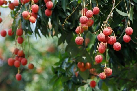 Growing Lychees From Seed In Australia Ultimate Backyard