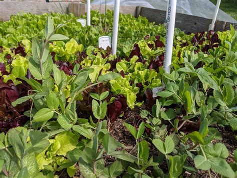 Kitschen Bakery And A Farm Stand Shed A Customer Story