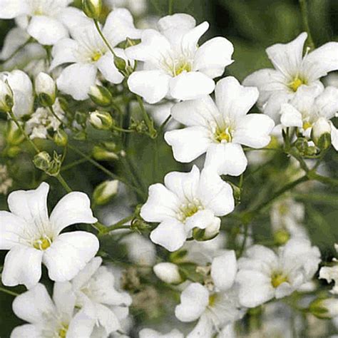 Gypsophila Elegans Annual Babys Breath Wildflower Seed