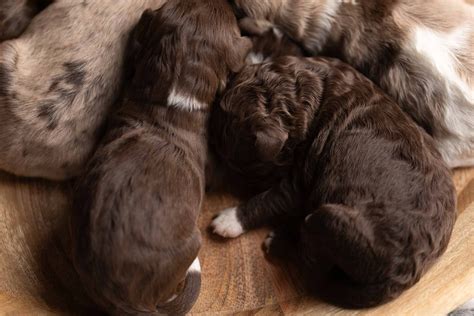 The Unique Allure of Rare Doodle Colors: Brown and Red Merle Goldendoodles & Bernedoodles