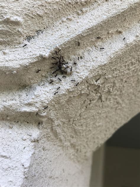 Concerned of carpenter ants. which are these? : r/ants