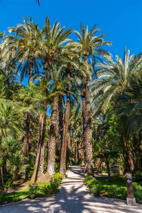 Palm Groves at Huerto Del Cura Garden in Elche Stock Photo - Image of huerto, holiday: 205095972