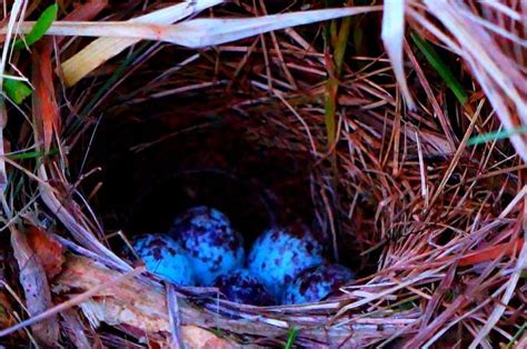 Chipping Sparrows Nest Eggs In Beckley Wv