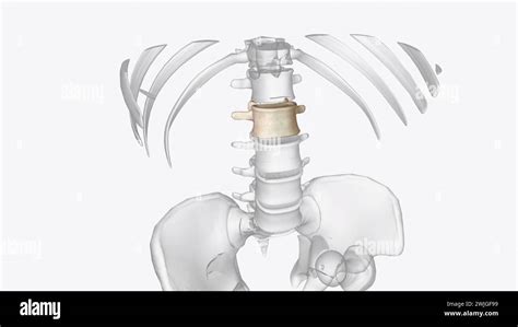 The L2 vertebra is the second uppermost of the five (5) lumbar ...