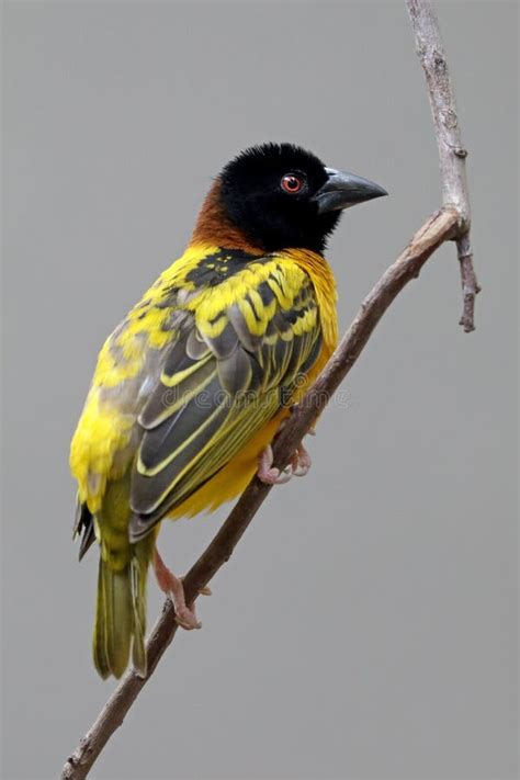 Weaver Bird Image Stock Image Du Sauvage Nature Avien 75331661