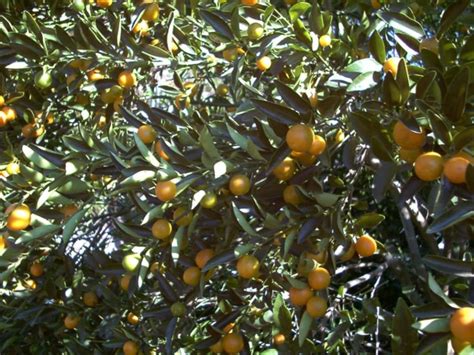 Meiwa Kumquat Tree • Just Fruits and Exotics