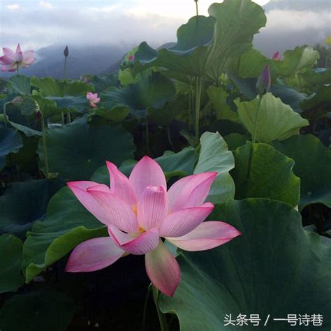 詩巷上聯：荷風十里送香氣，有請下聯！ 每日頭條