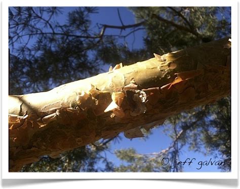 Scotch Pine Tree ID by Bark | Boulder Tree Care - Pruning & Tree ...