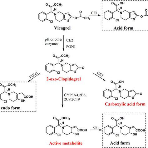 Chemical Structures And Proposed Metabolic Pathway Of Vicagrel