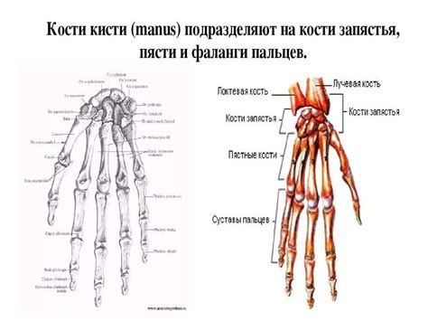 Скелет верхних и нижних конечностей - презентация онлайн