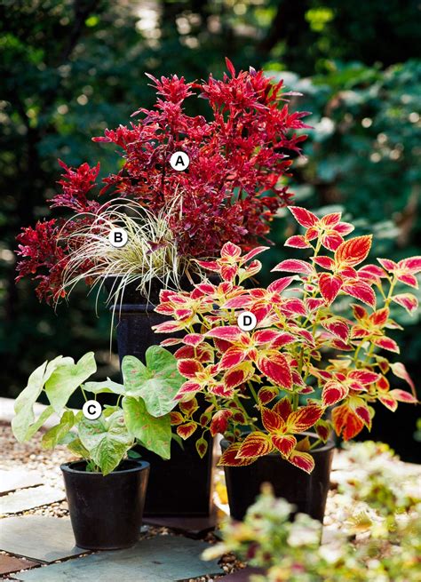 Outdoor Potted Plants Shade