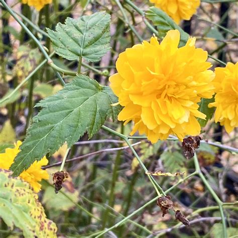 Japanese Kerria (Kerria japonica) on Boylston - Friends of the Public