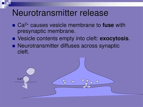 Ppt Postsynaptic Neuron Powerpoint Presentation Free Download Id 394585