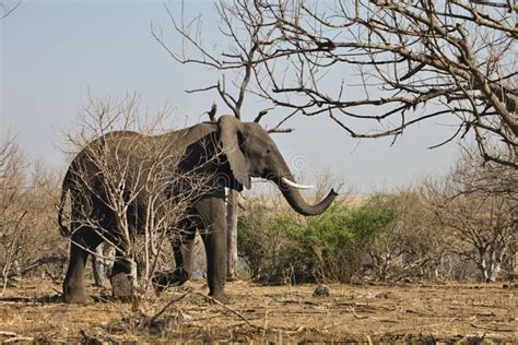 African Elephants Loxodon Africana In Chobe National Park Botswana