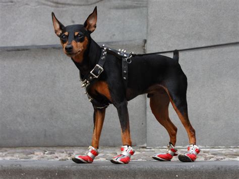 Доберман Фото Цена Москва — Mixyfotos.ru