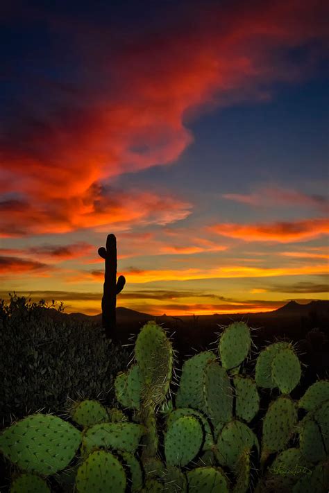 Sonoran Sunset Photograph by Renee Sullivan - Pixels