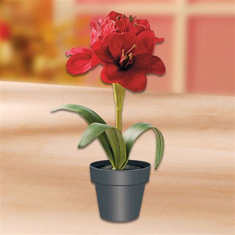 Amaryllis In Pot Buy Ern Eu