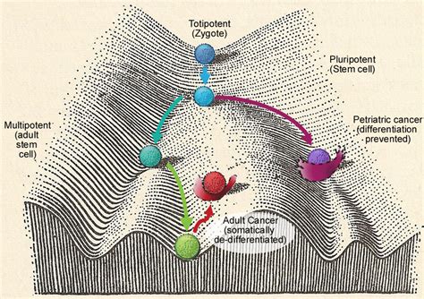 B Waddington S Epigenetic Landscape In A Simplified Illustration Of