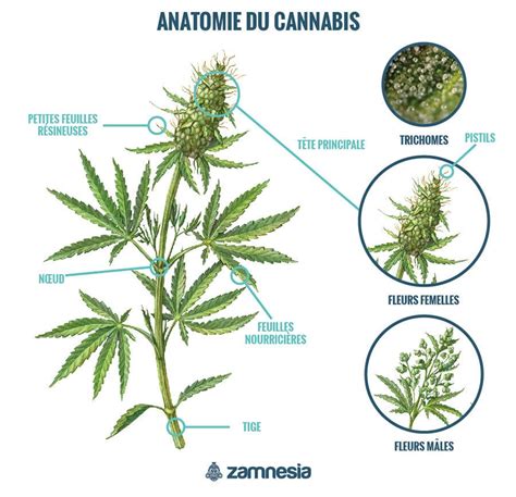 Anatomie Du Cannabis Connaître Le Plant De Cannabis Comment