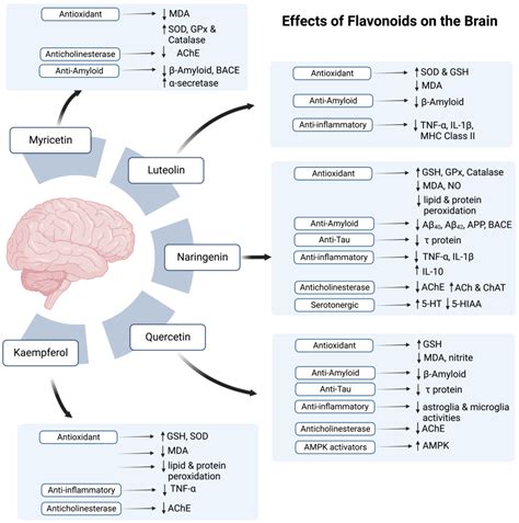 Honey and Alzheimer’s Disease—Current Understanding and Future Prospects