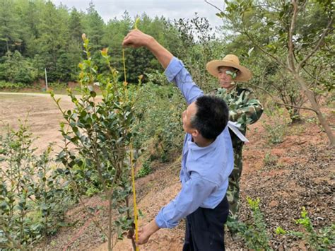 全南县林业局开展油茶监测点样地调查 关注森林